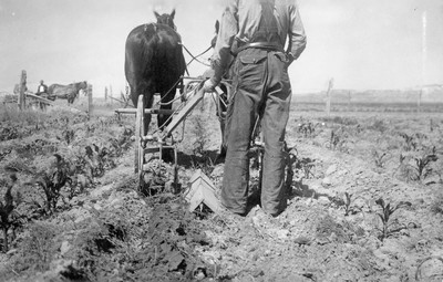 Corn - Cultivating