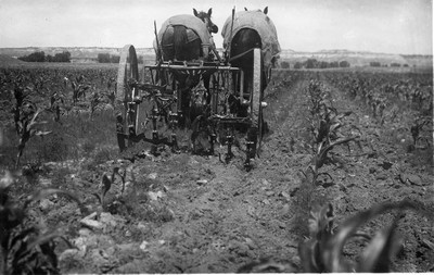 Corn - Cultivating
