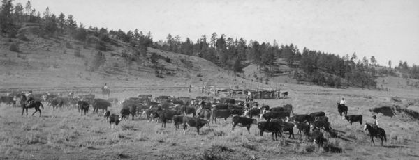 Fall Roundup on the Circle Bar Ranch Near Utica, Montana