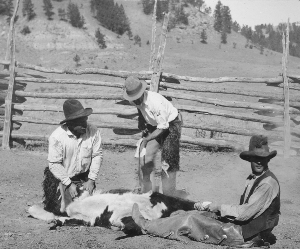 Branding Cattle on the Circle Bar Ranch Near Utica, Montana