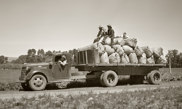 Transporting Wool to the Railroad Yard, Livingston, Montana