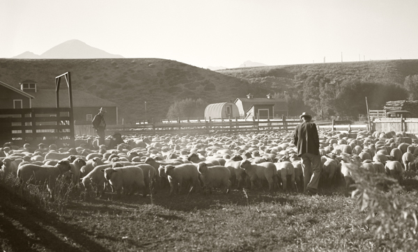 Sheep at the Stockyards, Livingston, Montana