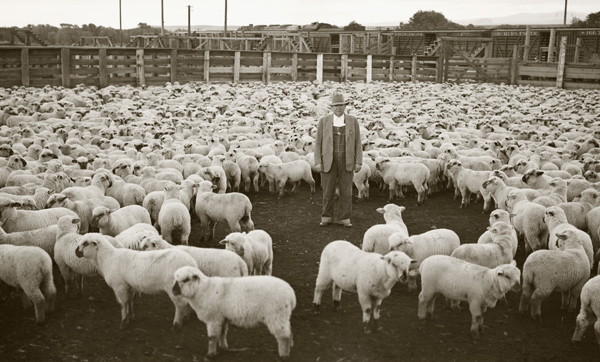 Paul Harvat and 4,000 Hampshire Lambs, Stockyards, Livingston, Montana