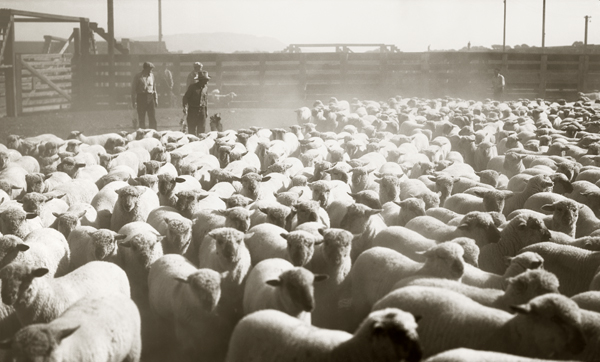 Loading Sheep at Stockyards, Livingston, Montana
