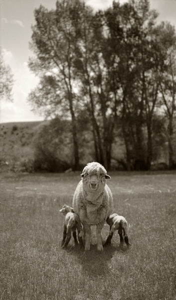 Ewe with Twin Lambs, Harvat Ranch, Livingston, Montana
