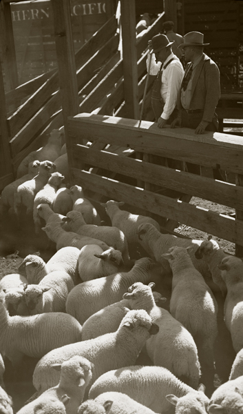 Loading Sheep onto Railroad Cars, Railroad Stockyard, Livingston, Montana