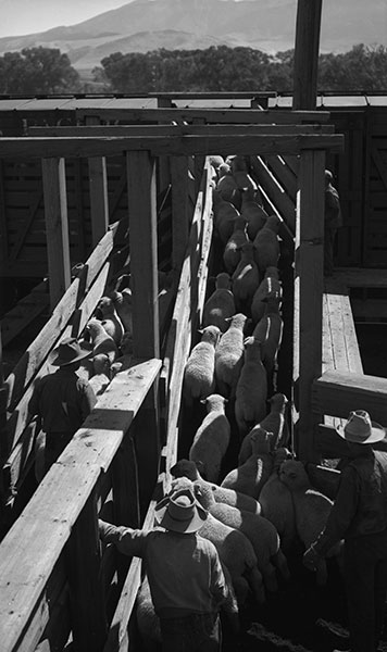Loading Sheep at Stockyard, Livingston, Montana