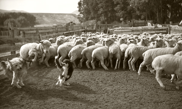 Dogs Working Sheep in Corral, Harvat Ranch, Livingston, Montana