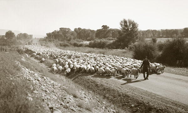 James "Jamie" Adams Moving Sheep to Stockyards, Paradise Valley, Montana