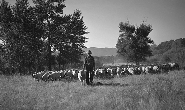 Moving Harvat Ranch Sheep to Stockyard, Paradise Valley, Montana