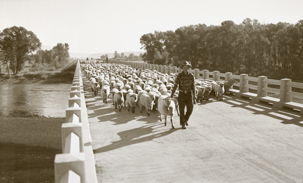 Moving Sheep to Stockyards, Paradise Valley, Montana