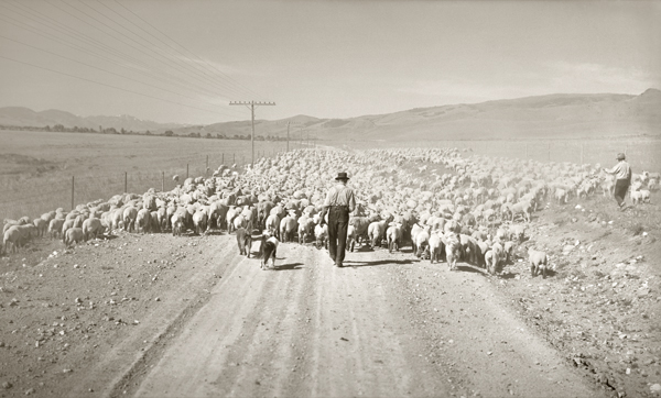 Moving Sheep to Summer Pasture, Paradise Valley, Montana
