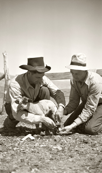 Splinting a Lamb, Livingston, Montana