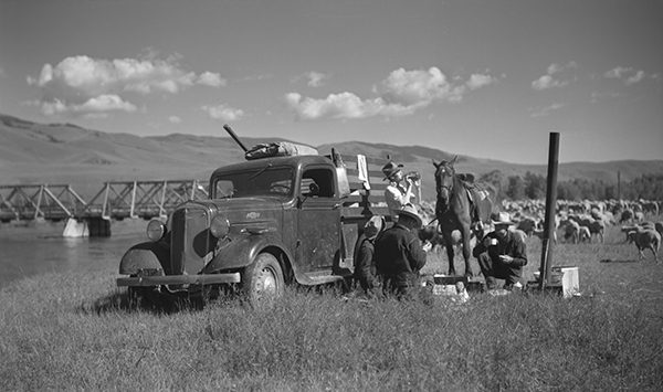 Trailing Harvat Ranch Sheep, Paradise Valley, Montana