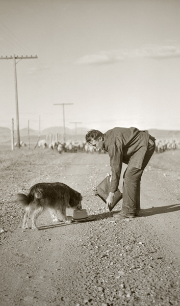 Norris Spangler Gives his Dog, Rags, a Drink, Paradise Valley, Montana