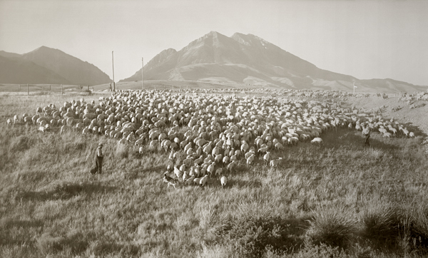 Moving Sheep Near Emigrant, Paradise Valley, Montana