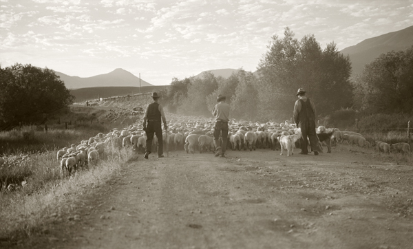 Moving Sheep to Summer Pasture, Paradise Valley, Montana