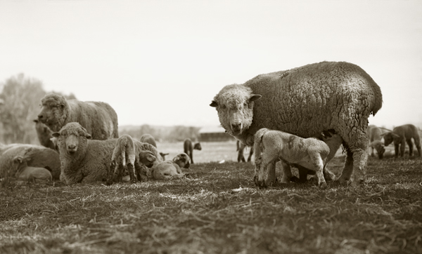 Ewe Nursing Newborn Lamb, Harvat Ranch, Livingston, Montana
