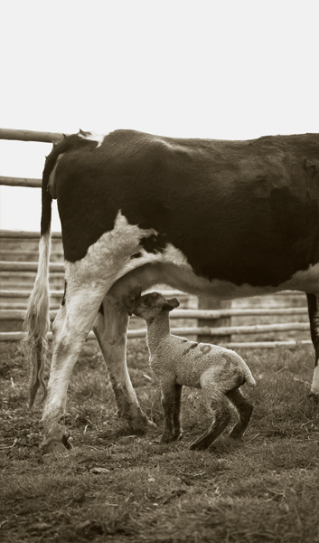 Cow Nursing Bum Lamb, Harvat Ranch, Livingston, Montana