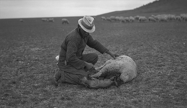 Newborn Lamb on the Harvat Ranch, Livingston, Montana