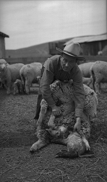 Lambing at the Harvat Ranch, Livingston, Montana