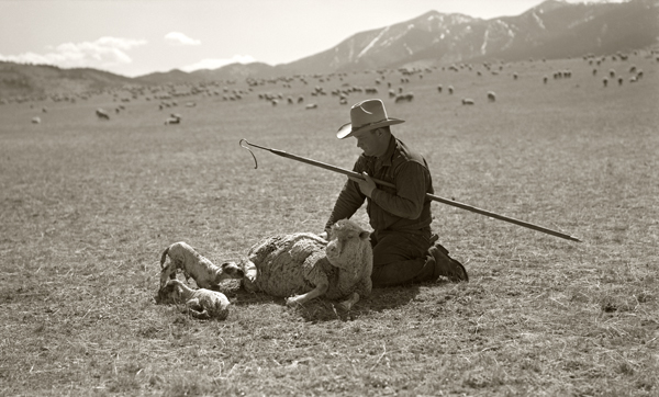 Ed Emery with Ewe and Twin Lambs, Harvat Flats, Livingston, Montana