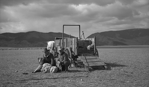 Lambing at the Harvat Ranch, Livingston, Montana