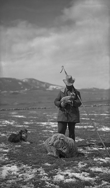 Lambing at the Harvat Ranch, Livingston, Montana