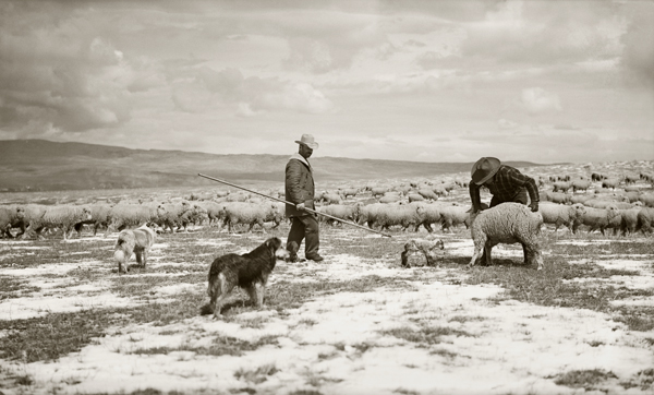 Helping a Newborn Lamb to Begin Nursing, Harvat Flats, Livingston, Montana