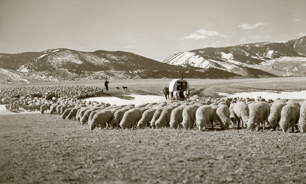 Moving Sheep to Lambing Camp, Harvat Flats, Near Livingston, Montana