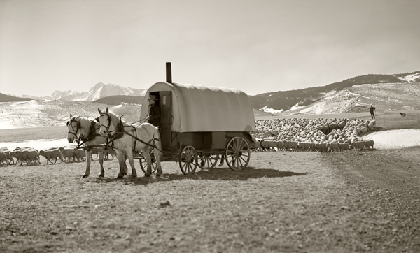 Moving Sheep to Lambing Camp, Harvat Flats, Near Livingston, Montana