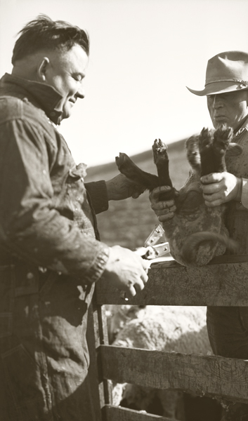 Paul Harvat and Norris Spangler Docking Tails, Harvat Ranch, Livingston, Montana