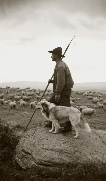 Carl Jarrett watching the Flock, Harvat Ranch, Livingston, Montana