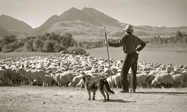 Norris Spangler and Herd, Emigrant Bridge, Paradise Valley, Montana