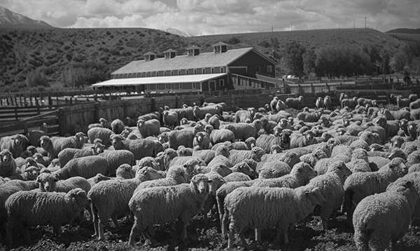 Sheep on the Harvat Ranch, Livingston, Montana