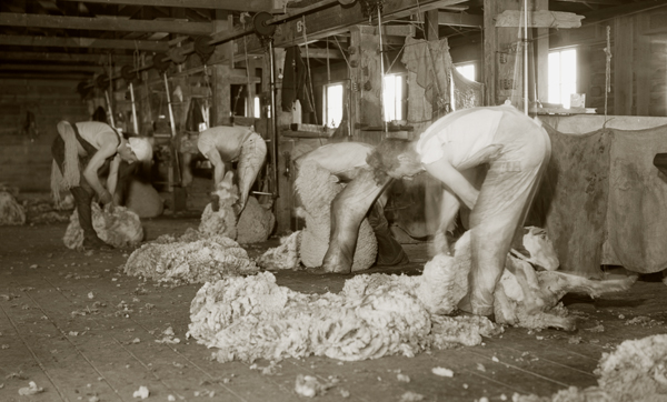 Shearing Crew at Work, Harvat Ranch, Livingston, Montana