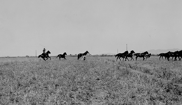 Rounding Up the Horses, OTO Dude Ranch, Corwin Springs, Montana