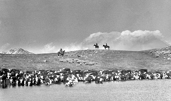 Cattle Drive Crossing the Yellowstone River, Near OTO Dude Ranch, Corwin Springs, Montana
