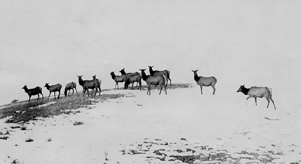 Elk Herd Crossing a Snowy Mound, Unknown Location