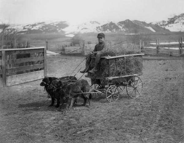 Young Boy with Dog Team and Hay Wagon, Montana
