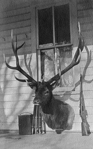 Elk Trophy and Rifle, Unknown Location, Montana