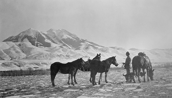 A Man With Horses and a Few Dogs, Near Emigrant, Montana