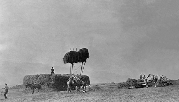 Hay Harvest, Stacking Hay, Unknown Location, Montana