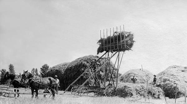 Hay Harvest, Stacking Hay, Unknown Location, Montana