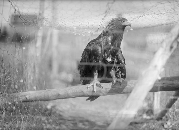 Cage With A Hawk, Harlowton, Montana