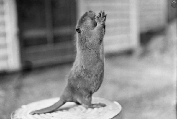 Baby Beaver Standing on Hind Legs, Lennop, Montana