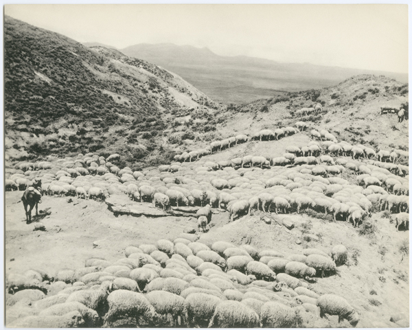 A Band of Sheep, Powder River, Montana Territory