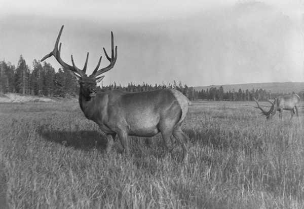 Two Bull Elk in Yellowstone National Park, Wyoming