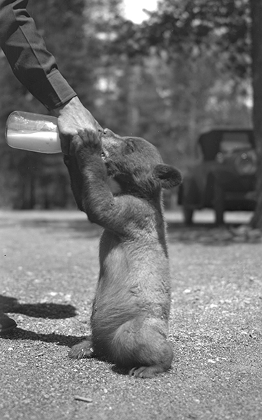 Bottle Feeding Bear Cub, Unknown Location