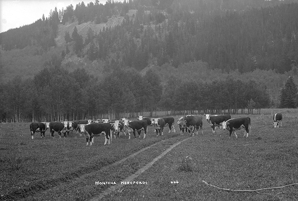 Hereford Cattle, Unknown Location, Montana
